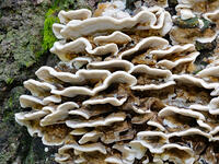 エビウラタケ  (海老裏茸) [XLH110003485]