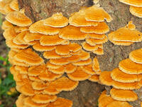 カワウソタケ　(川獺茸) [XLH110003486]