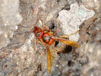 チャイロスズメバチ  (茶色雀蜂) [XLH110003488]