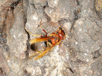 チャイロスズメバチ  (茶色雀蜂) [XLH110003490]