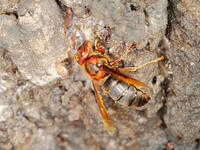 チャイロスズメバチ  (茶色雀蜂) [XLH110003491]