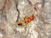 チャイロスズメバチ  (茶色雀蜂) [XLH110003492]