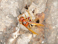 チャイロスズメバチ  (茶色雀蜂) [XLH110003493]