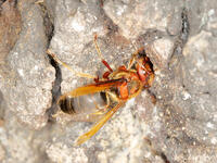 チャイロスズメバチ  (茶色雀蜂) [XLH110003495]