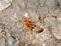 チャイロスズメバチ  (茶色雀蜂) [XLH110003496]