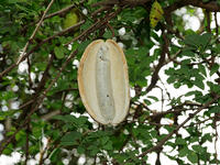 アケビ　実 [XLH110003499]