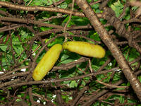 アケビ　実　 [XLH110003500]