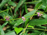 トラノオスズカケ  (虎の尾鈴懸) [XLH110003501]