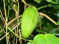 キジョラン　実　 (鬼女蘭) [XLH110003504]