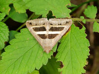 ナカグロクチバ [XLH110003506]