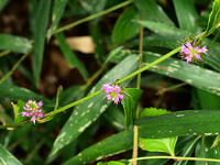 トラノオスズカケ　(虎の尾鈴懸) [XLH110003507]