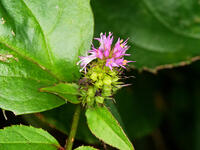 トラノオスズカケ　(虎の尾鈴懸) [XLH110003508]