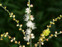 イヌショウマ　(犬升麻) [XLH110003509]