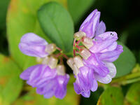 ナンテンハギ  (南天萩) [XLH110003510]