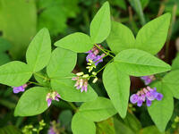 ナンテンハギ  (南天萩) [XLH110003511]