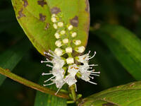 シモバシラ　花　（霜柱） [XLH110003514]