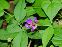 ナンテンハギ  (南天萩) [XLH110003516]