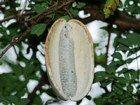 アケビ　実 [XLH110003518]