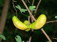 アケビ　実 [XLH110003519]