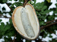 アケビ　実 [XLH110003520]