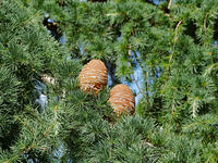 ヒマラヤスギ　球果 [XLH110003523]