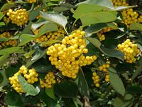 マルバチシャノキ　実   (丸葉萵苣木) [XLH110003524]