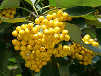 マルバチシャノキ　実   (丸葉萵苣木) [XLH110003525]