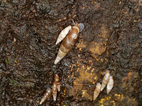 キセルガイ　（煙管貝） [XLH110003527]