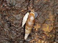 キセルガイ　（煙管貝） [XLH110003528]