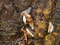 キセルガイ　（煙管貝） [XLH110003529]