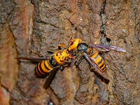 オオスズメバチ （大雀蜂) [XLH110003530]