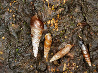 キセルガイ　（煙管貝） [XLH110003531]