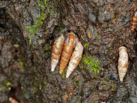 キセルガイ　（煙管貝） [XLH110003532]