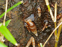 キセルガイ　（煙管貝） [XLH110003533]