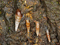 キセルガイ　（煙管貝） [XLH110003534]