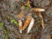 キセルガイ　（煙管貝） [XLH110003536]