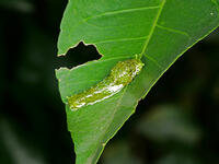 ナガサキアゲハ　幼虫　(長崎揚羽) [XLH110003537]