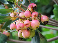 モッコク　実  (木斛) [XLH110003539]