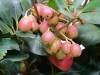 モッコク　実  (木斛) [XLH110003540]