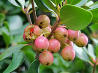 モッコク　実  (木斛) [XLH110003541]