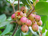 モッコク　実  (木斛) [XLH110003542]