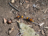 オオスズメバチ　VS  オオスズメバチ  1 [XLH110003544]