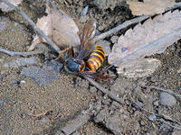 オオスズメバチ　VS  オオスズメバチ  2 [XLH110003545]