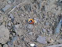 オオスズメバチ　VS  オオスズメバチ  3 [XLH110003546]