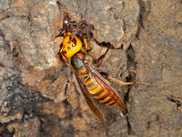 オオスズメバチ （大雀蜂) [XLH110003547]