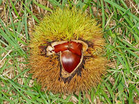 クリ　実  (栗) [XLH110003548]