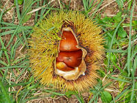 クリ　実  (栗) [XLH110003549]