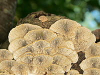 チャカイガラタケ　裏面　(茶貝殻茸) [XLH110003550]