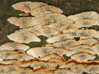 チャカイガラタケ　横面　(茶貝殻茸) [XLH110003551]