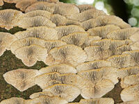 チャカイガラタケ　裏面　(茶貝殻茸) [XLH110003552]